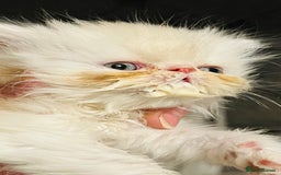 Persian cats for sale:  ⸻  ✨ Pedigree chinchilla Kittens  - Image 1