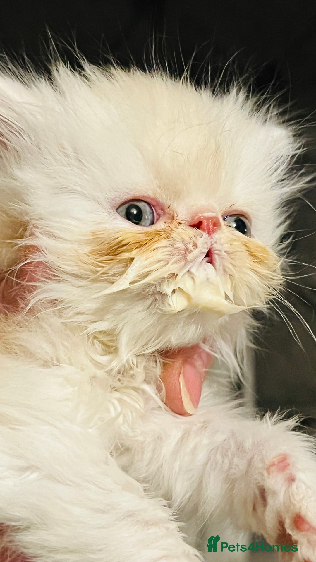 Persian cats for sale:  ⸻  ✨ Pedigree chinchilla Kittens  - Image 1