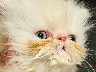 Persian cats - Advert 13