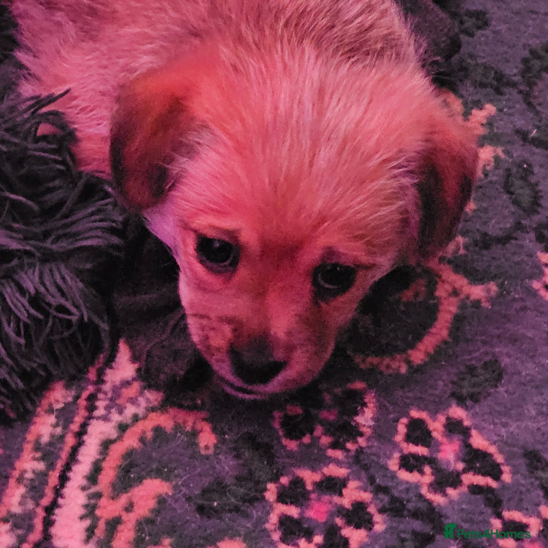 Mixed Breed dogs for sale: Lovely litter of fluffy pups  - Advert 7