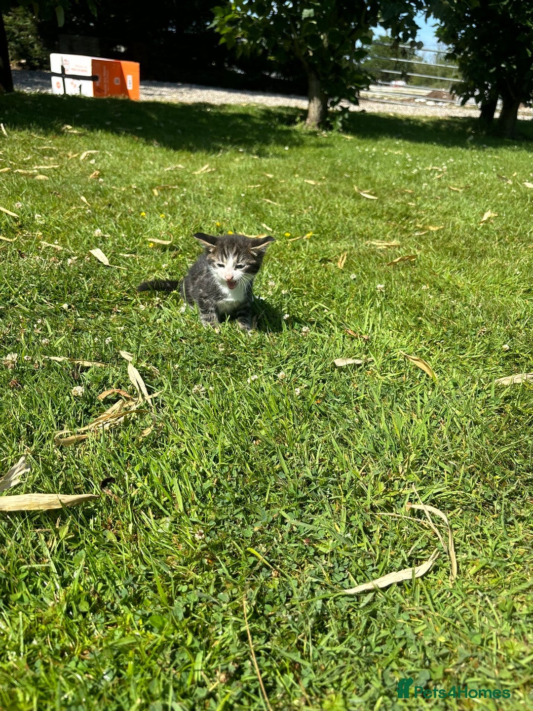 Domestic Shorthair cats for sale: Four Adorable Kittens - Mixed Litter - Image 8