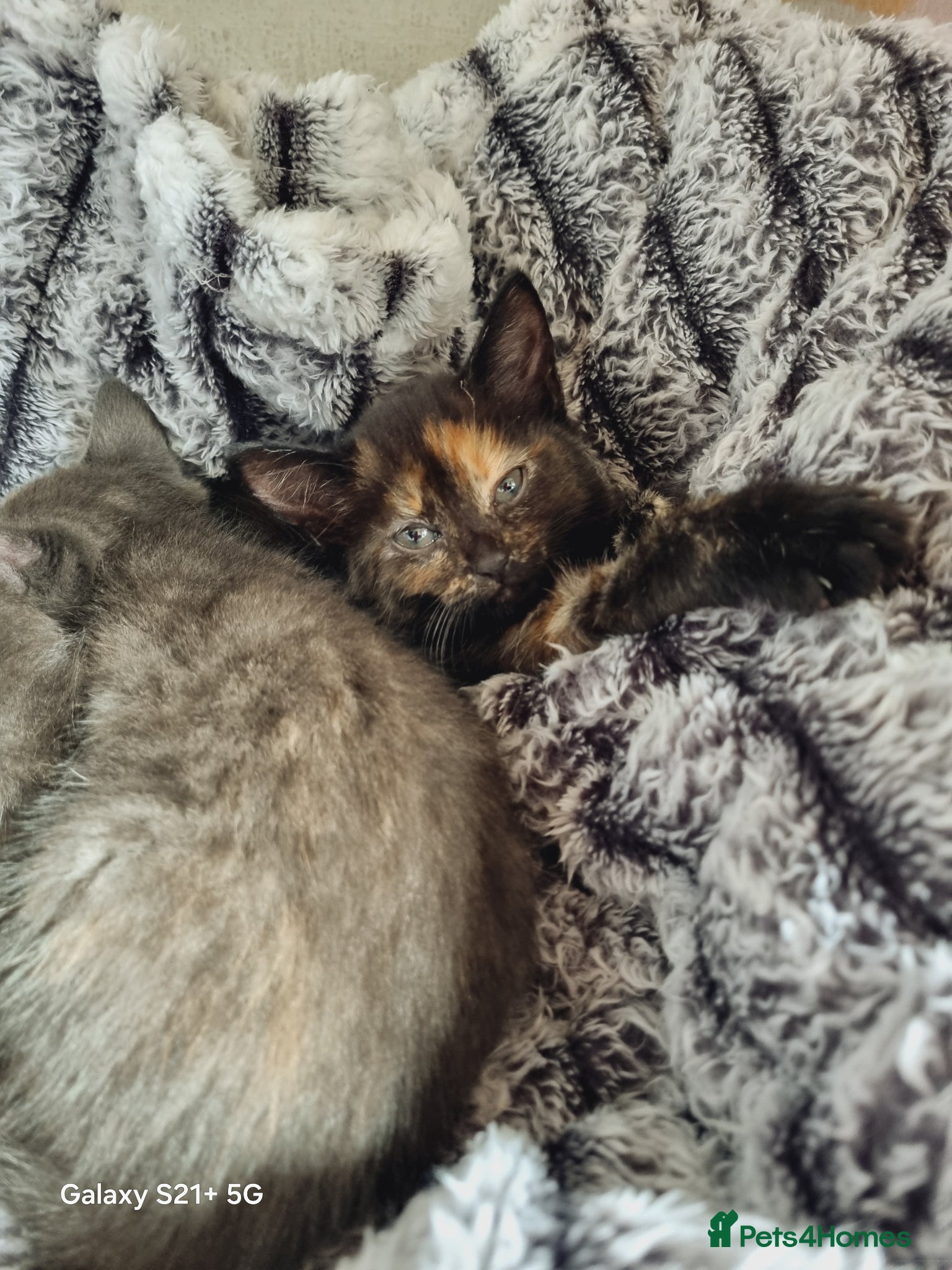 British Longhair cats for sale: Kittens  - Advert 4