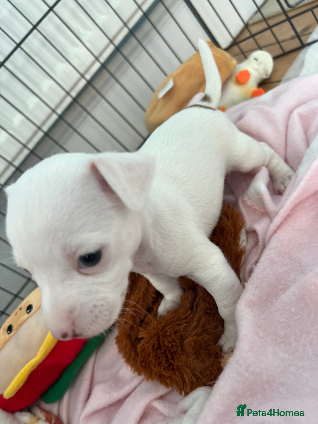 Jack Russell dogs for sale: Stunning Miniature Jack Russell Puppies!!! - Advert 18