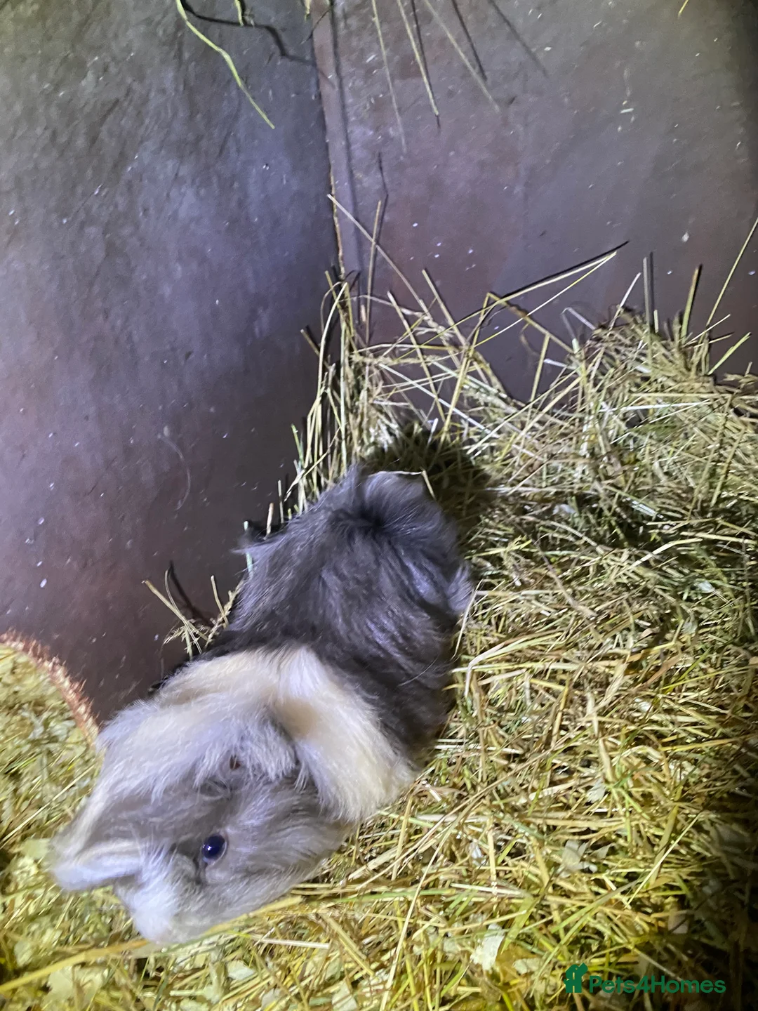 Guinea Pig rodents for sale: Peruvian Guinea pigs  - Advert 14