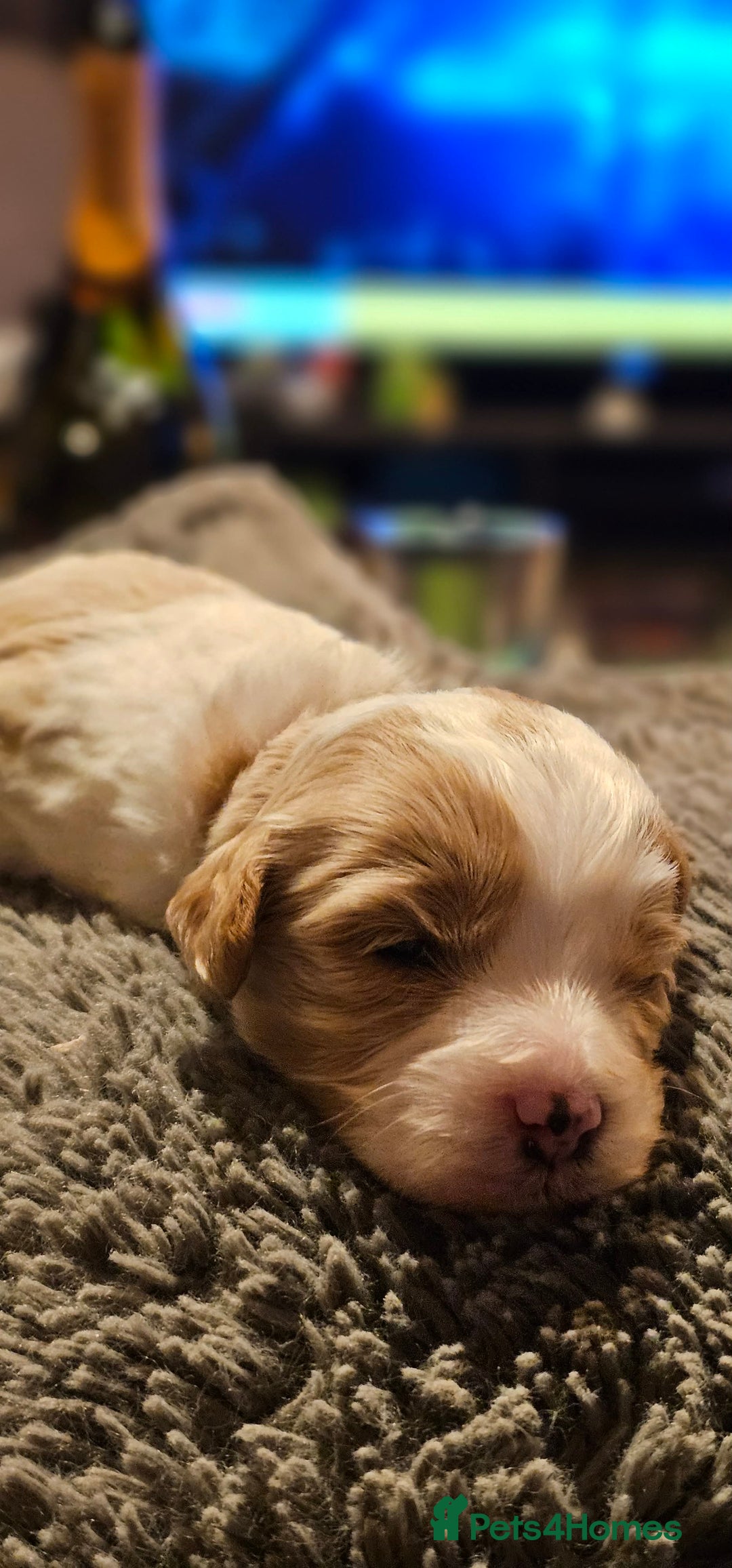 Cavapoo dogs for sale: Gorgeous Cavapoo puppies  - Advert 4