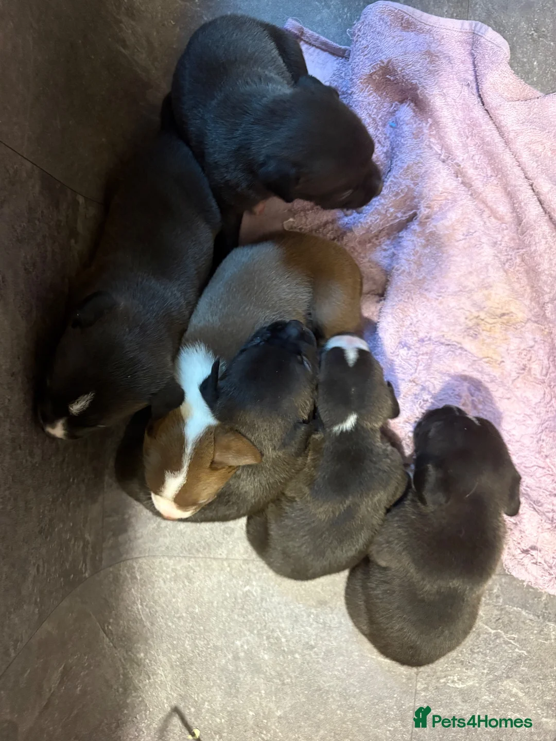 Mixed Breed dogs for sale: Staffordshire bull terrier cross American bulldog - Advert 19