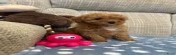 Poochon dogs for sale: Adorable Poochon puppies for sale  - Advert 2