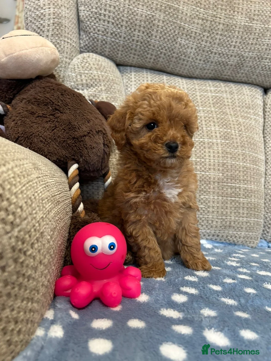 Poochon dogs for sale: Adorable Poochon puppies for sale  - Advert 2