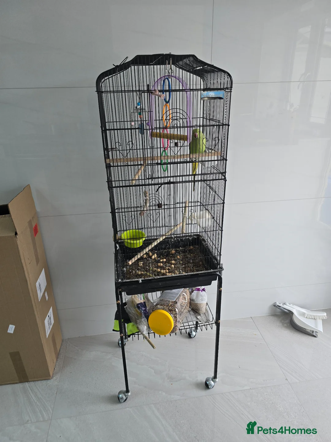 Parrots birds for sale: Indian Ringneck Parrot  in Barking - Advert 6