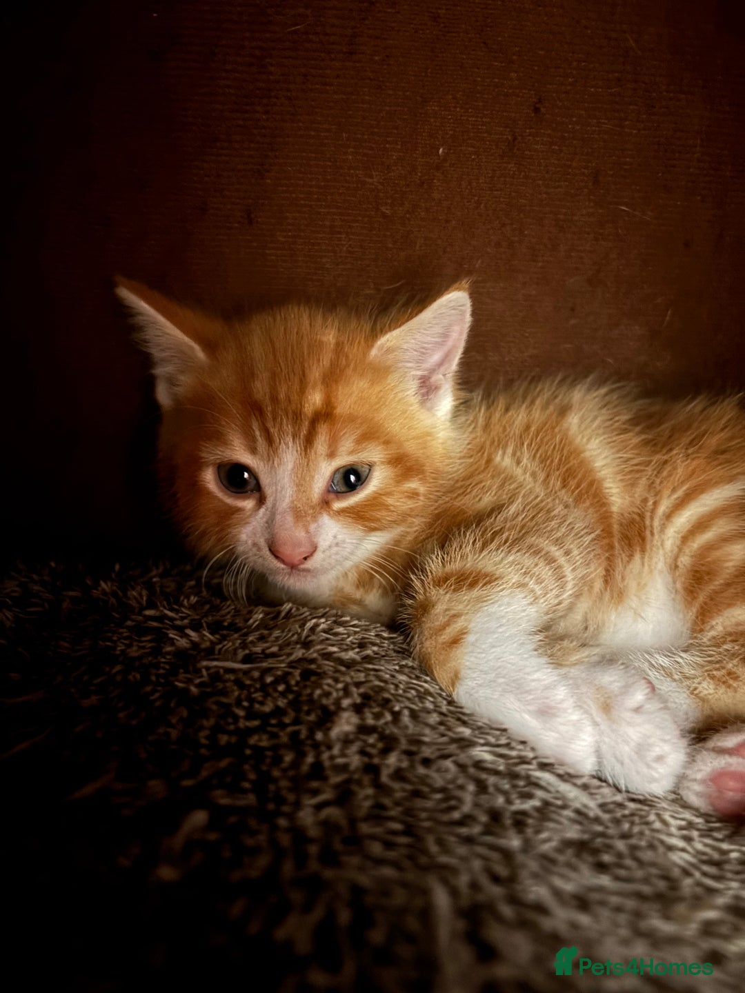 Domestic Shorthair cats for sale: 4 domestic shorthair kittens - Image 4
