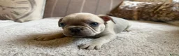 French Bulldog dogs for sale: French bulldog puppies - Advert 5