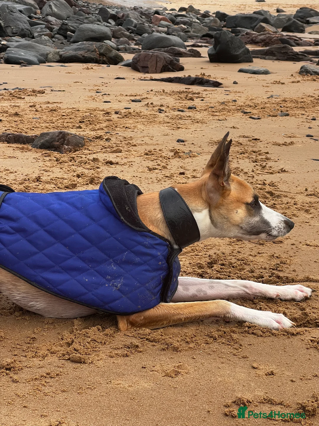 Lurcher dogs for stud: Lurcher for stud - Advert 5