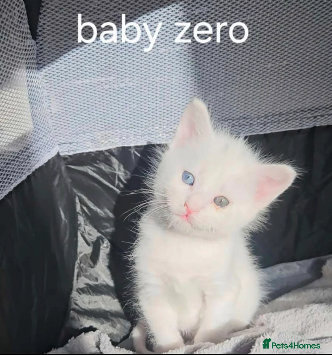 Maine Coon cats for sale: maincoon kittens in Stockport - Advert 5