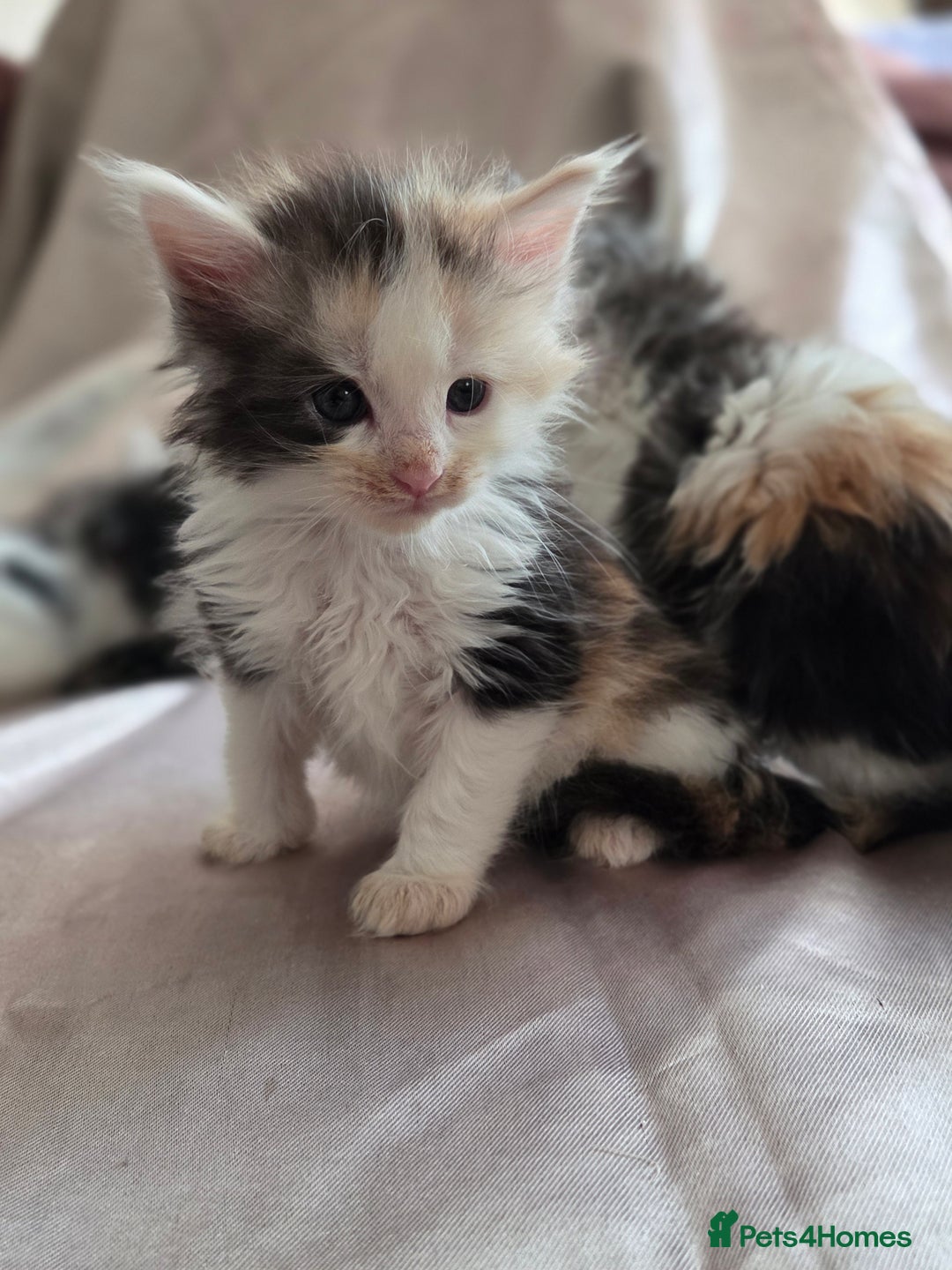 Maine Coon cats for sale: Variety of Maine coon kittens - Image 15