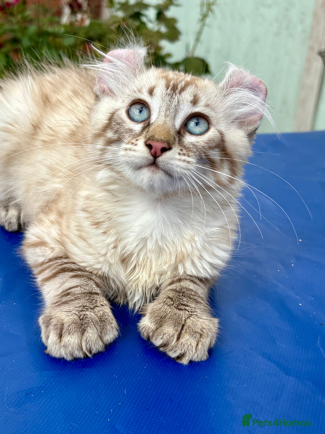 Keetso cats for sale: Stunning polydactyl longhaired snow leopard Keetso - Image 15