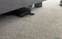 British Shorthair cats for sale: Beautiful black kittens - Image 3