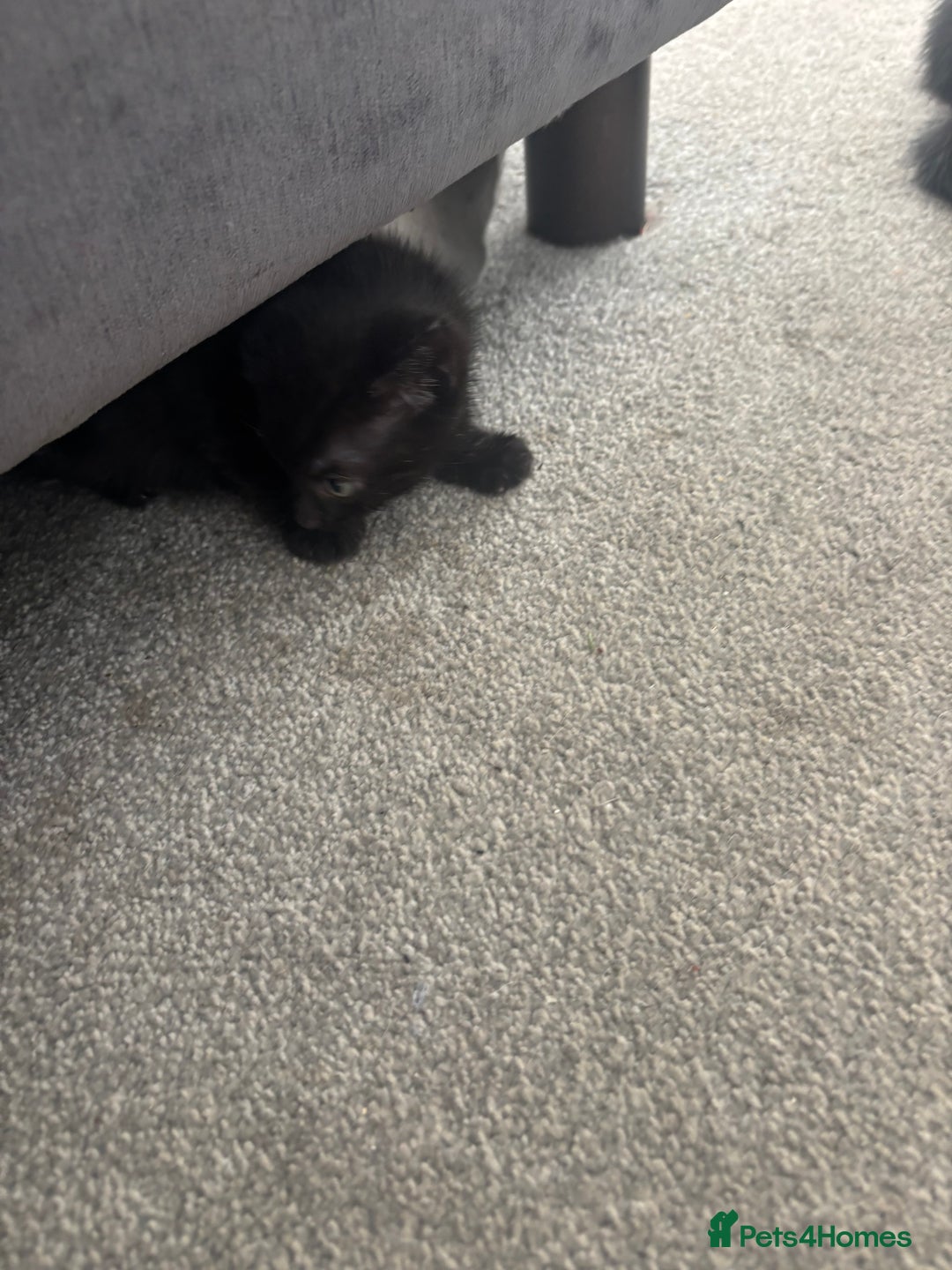 British Shorthair cats for sale: Beautiful black kittens - Image 3