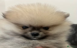 Pomeranian dogs for sale: Absolutely stunning true to type mini Pomeranian  - Advert 10