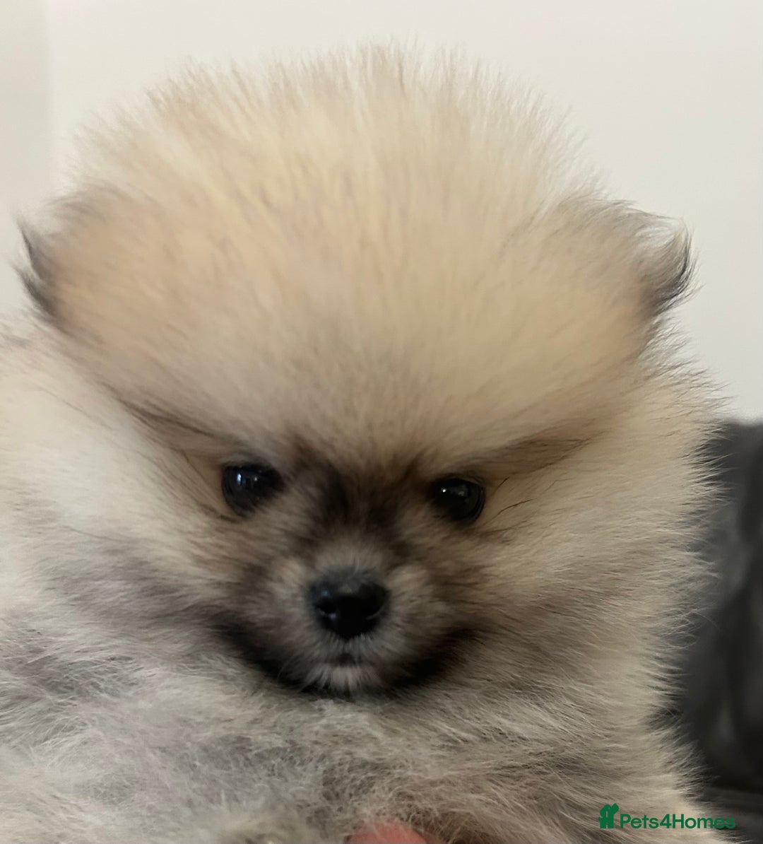 Pomeranian dogs for sale: Absolutely stunning true to type mini Pomeranian  - Advert 10