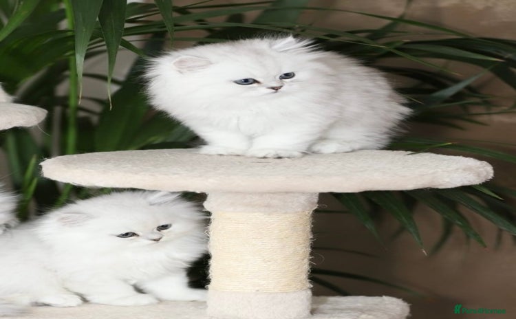 Persian cats Stunning Chinchilla Persian Kittens 💕 - Advert 1