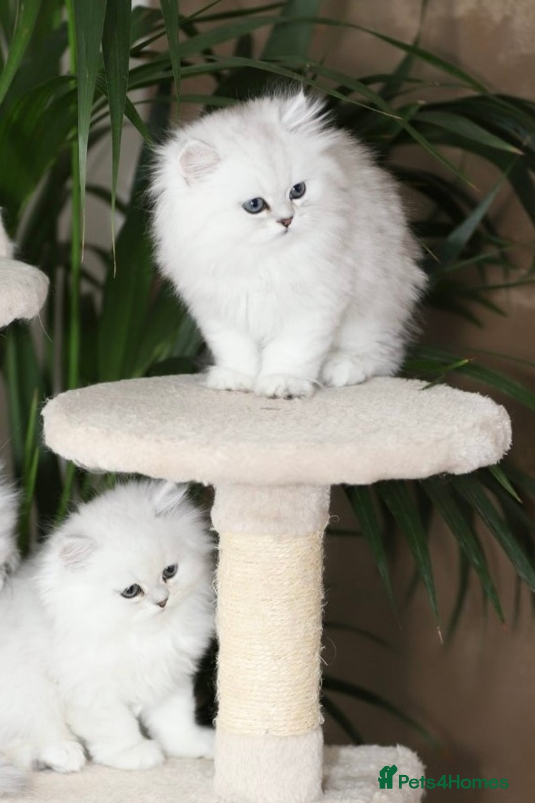 Persian cats for sale: Stunning Chinchilla Persian Kittens 💕 - Advert 1