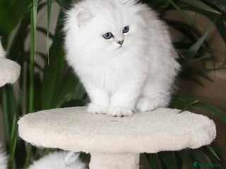 Persian cats Stunning Chinchilla Persian Kittens 💕 - Advert 6