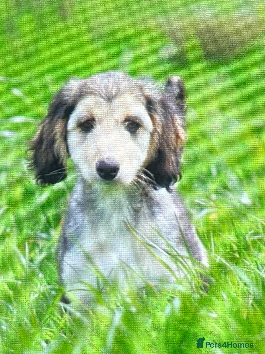 Afghan Hound dogs for sale: Beautiful female domino puppy  - Advert 4