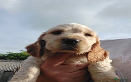 Cocker Spaniel dogs for sale: 2 FEMALE KC REG SHOW TYPE COCKER SPANIEL - Image 10