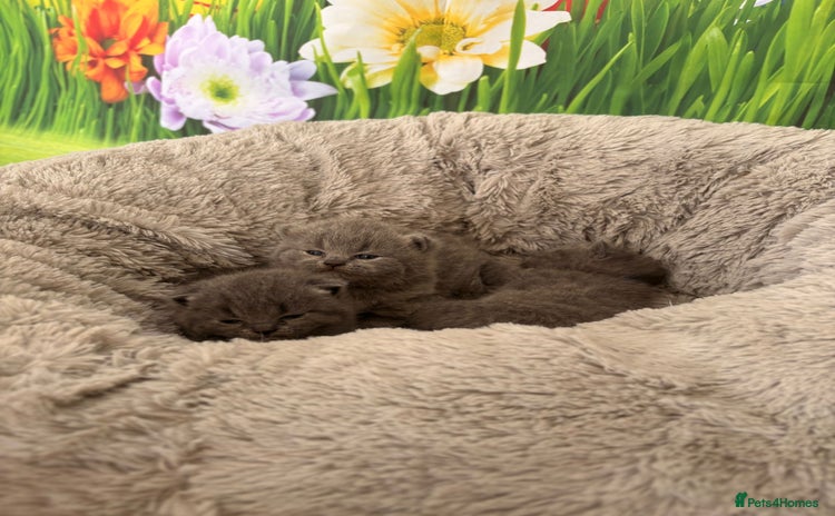 British Shorthair cats - Advert 2