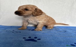 Cockapoo dogs for sale: F2 Cockapoo puppies - Image 2