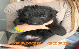 German Shepherd dogs for sale: Grandson of Famous Boss (Bossenburg) pups - Image 13