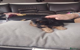 Yorkshire Terrier dogs for sale: Yorkshire terrior  - Image 7