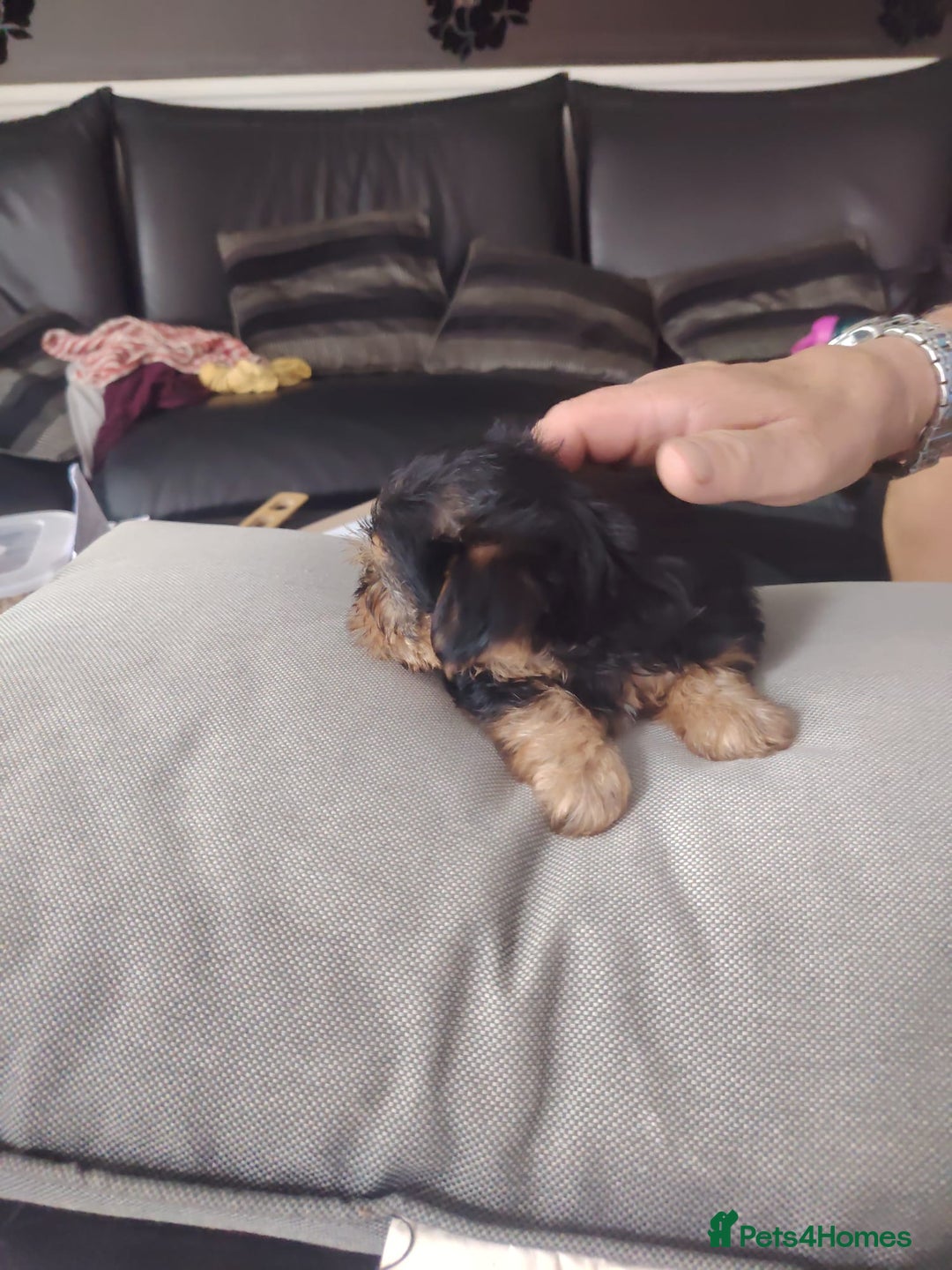 Yorkshire Terrier dogs for sale: Yorkshire terrior  - Image 7