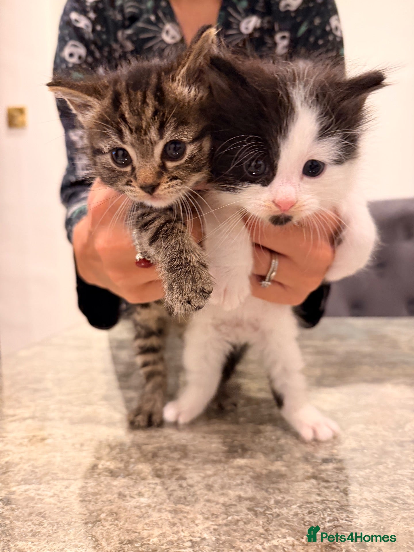 Mixed Breed cats 🐾 2 Adorable Fluffy Kittens Left!🐱❤️ - Advert 1