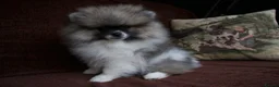 Pomeranian dogs for sale: Pom puppies with Kc reg , pedigree for sale - Advert 12