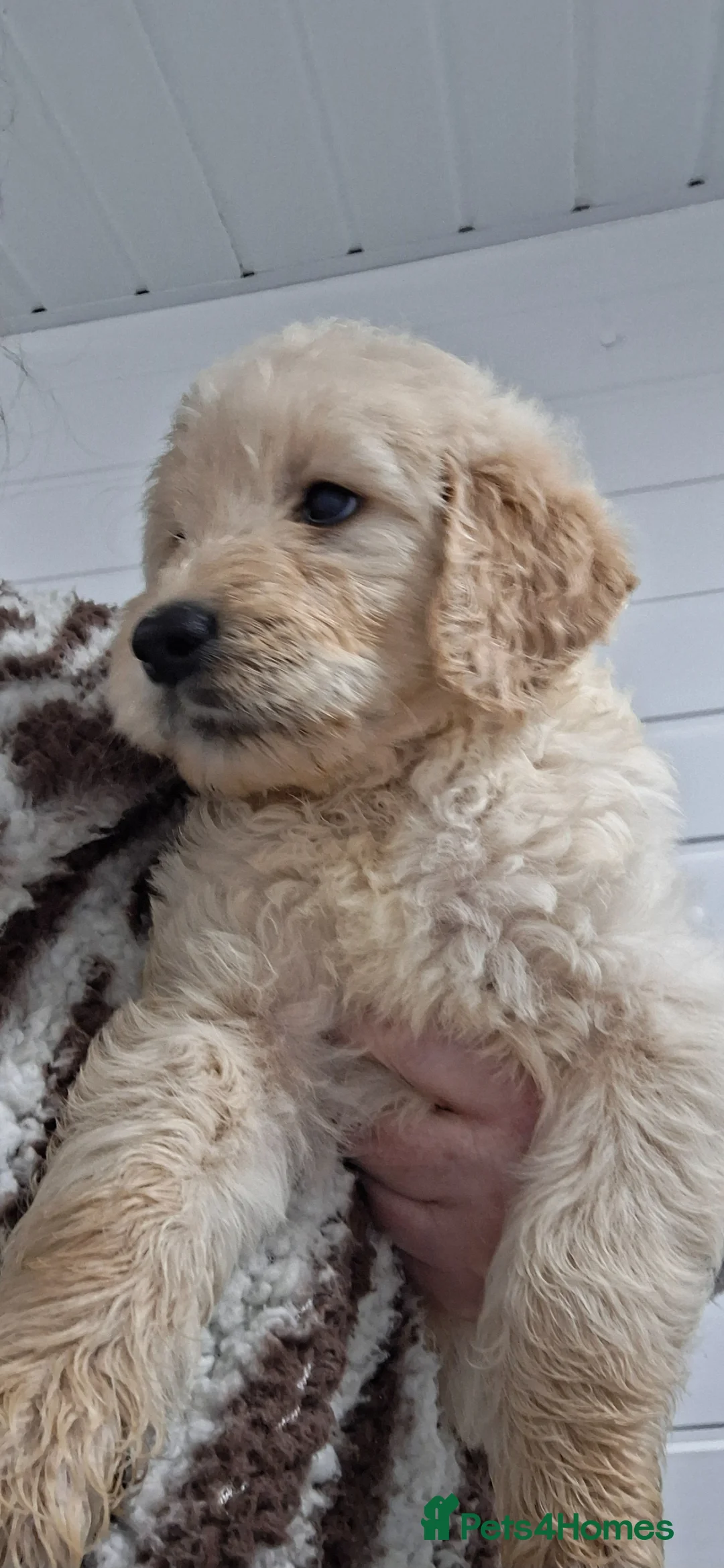Goldendoodle dogs for sale: F1 Goldendoodle's - Advert 2