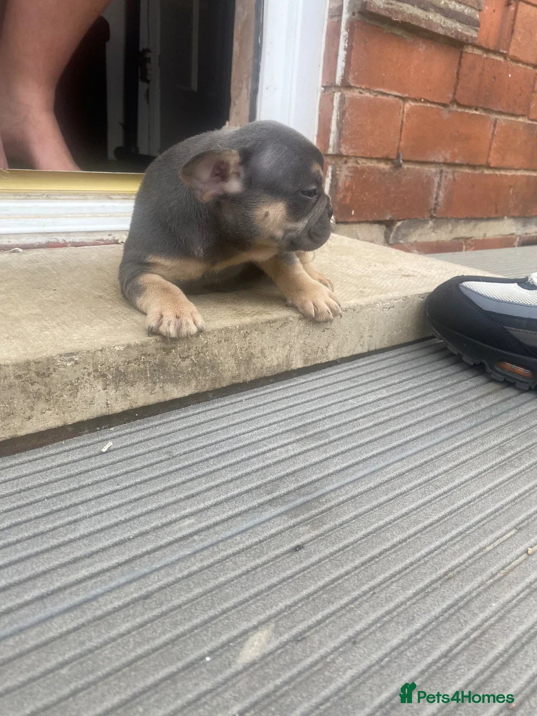 French Bulldog dogs for sale: Frenchies for sale  - Advert 6