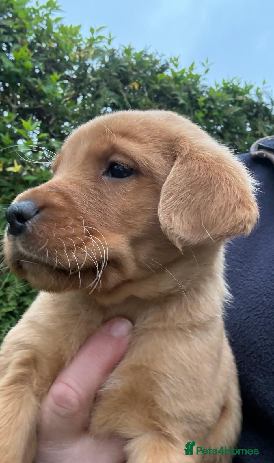 Labrador Retriever dogs beautiful kc registered fox red Labrador puppies  - Advert 2