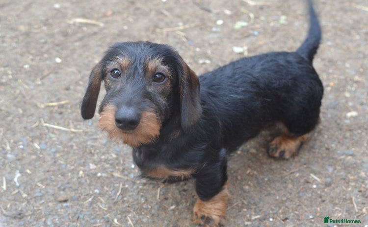 Miniature Dachshund dogs in Stowmarket - Advert 2