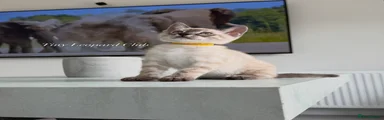 Mr Yellow: Lynx Charcoal