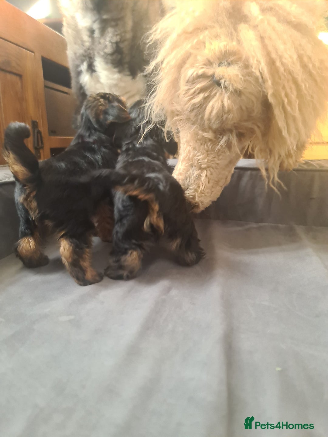 Yorkshire Terrier dogs for sale: Last female Yorkshire Terrier puppy left - Image 17