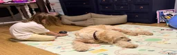 Goldendoodle dogs for sale: 5 years old goldendoodle looking for forever home - Advert 5