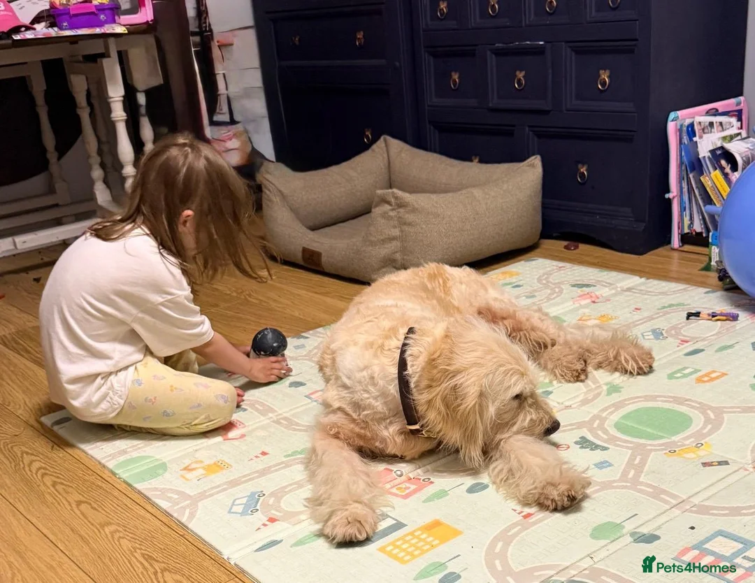 Goldendoodle dogs for sale: 5 years old goldendoodle looking for forever home - Advert 5