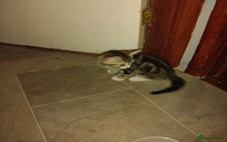 Mixed Breed cats for sale: Kittens american ringtail mixbreed  - Image 14