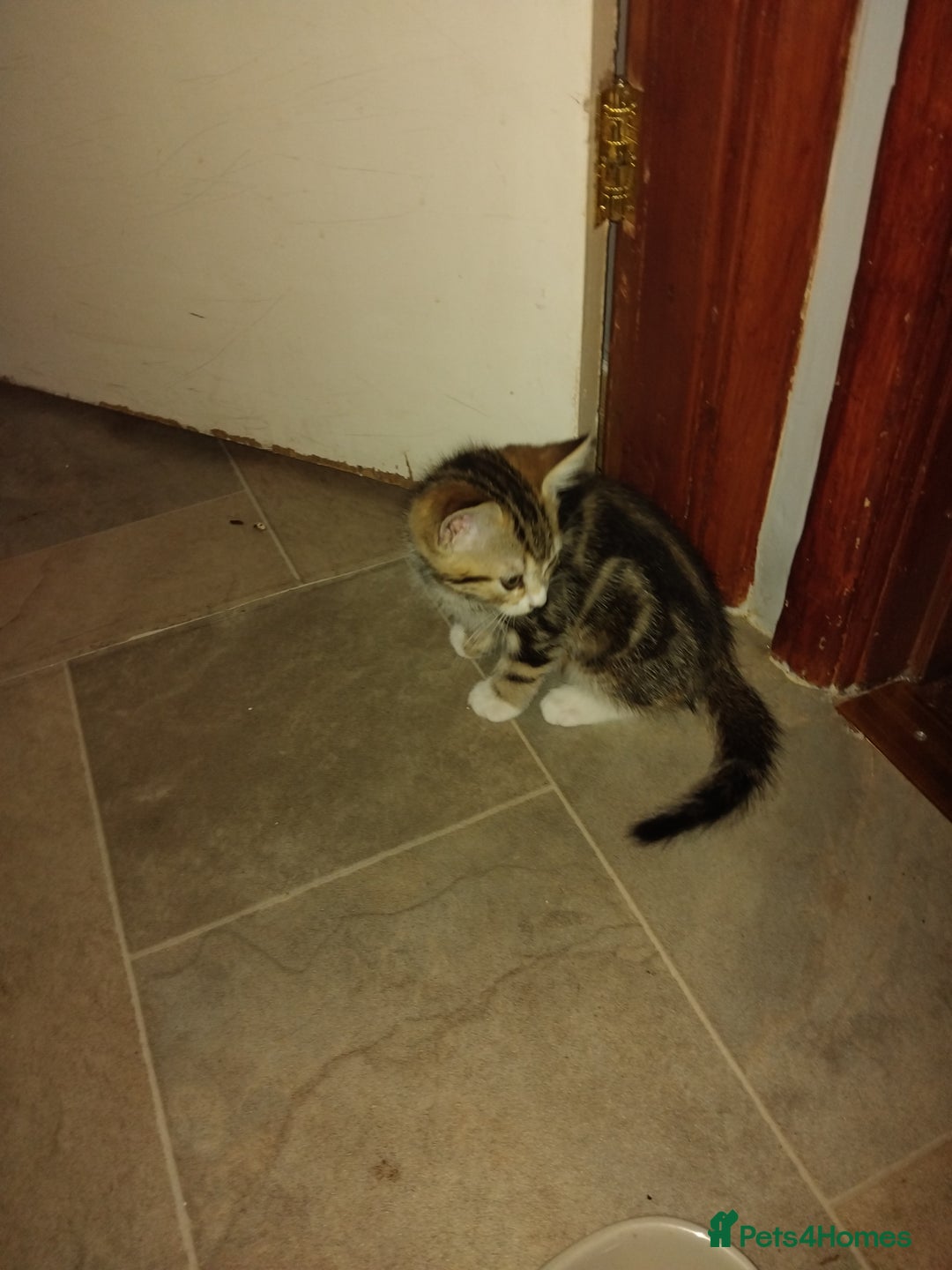 Mixed Breed cats for sale: Kittens american ringtail mixbreed  - Image 14