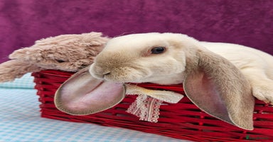 Mini Lop rabbits - Advert 4