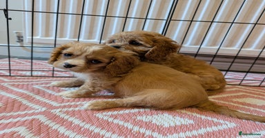 Cavachon dogs - Advert 9