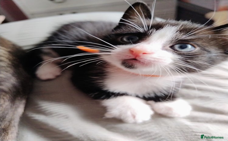 Mixed Breed cats - Advert 2
