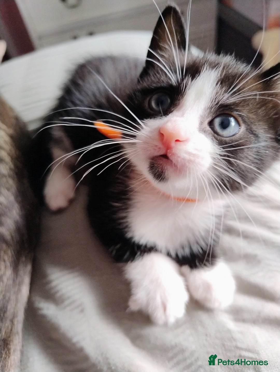 Mixed Breed cats for sale: Beautiful girl - Image 1