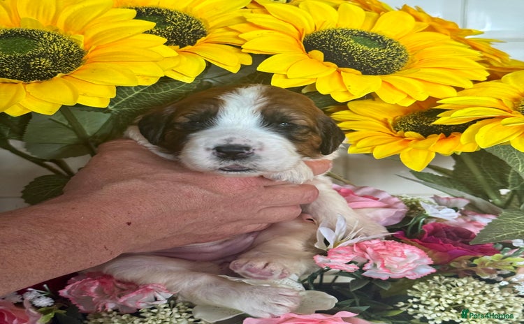 Saint Bernard dogs - Advert 1